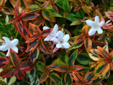 abelia kaleidoscope