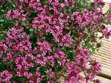 Creeping Red Thyme (Thymus praecox 'Coccineus') Photo Courtesy of Monrovia