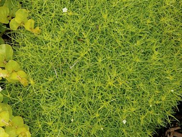 Scotch Moss (Sagina subulata 'Aurea') Photo Courtesy of Monrovia