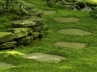 Sheet Moss (Hypnum) Photo Courtesy of Moss and Stone Gardens