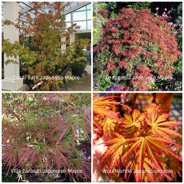 Japanese Maple Collage