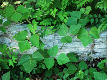 Kudzu Photo Courtesy of Extension Daily