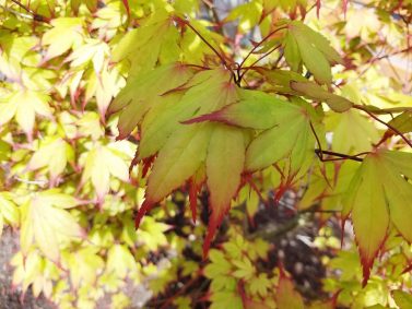 Tsuma Gaki Japanese Maple (Acer palmatum 'Tsuma Gaki')