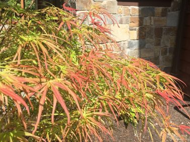 Villa Taranto Japanese Maple (Acer palmatum 'Villa Taranto')