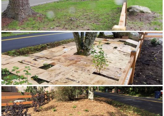 Before, During, and After Sheet Mulching