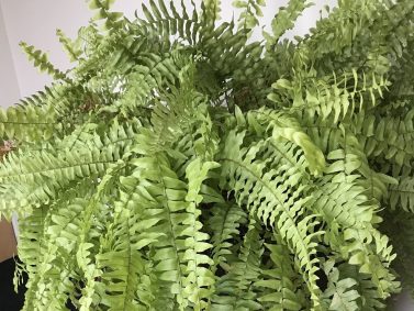 Boston Fern (Nephrolepis exaltata)