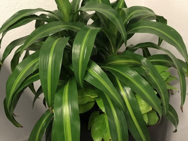 Corn Plant (Dracaena)