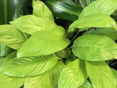 Peace Lily (Spathiphyllum 'Mojo Lime')