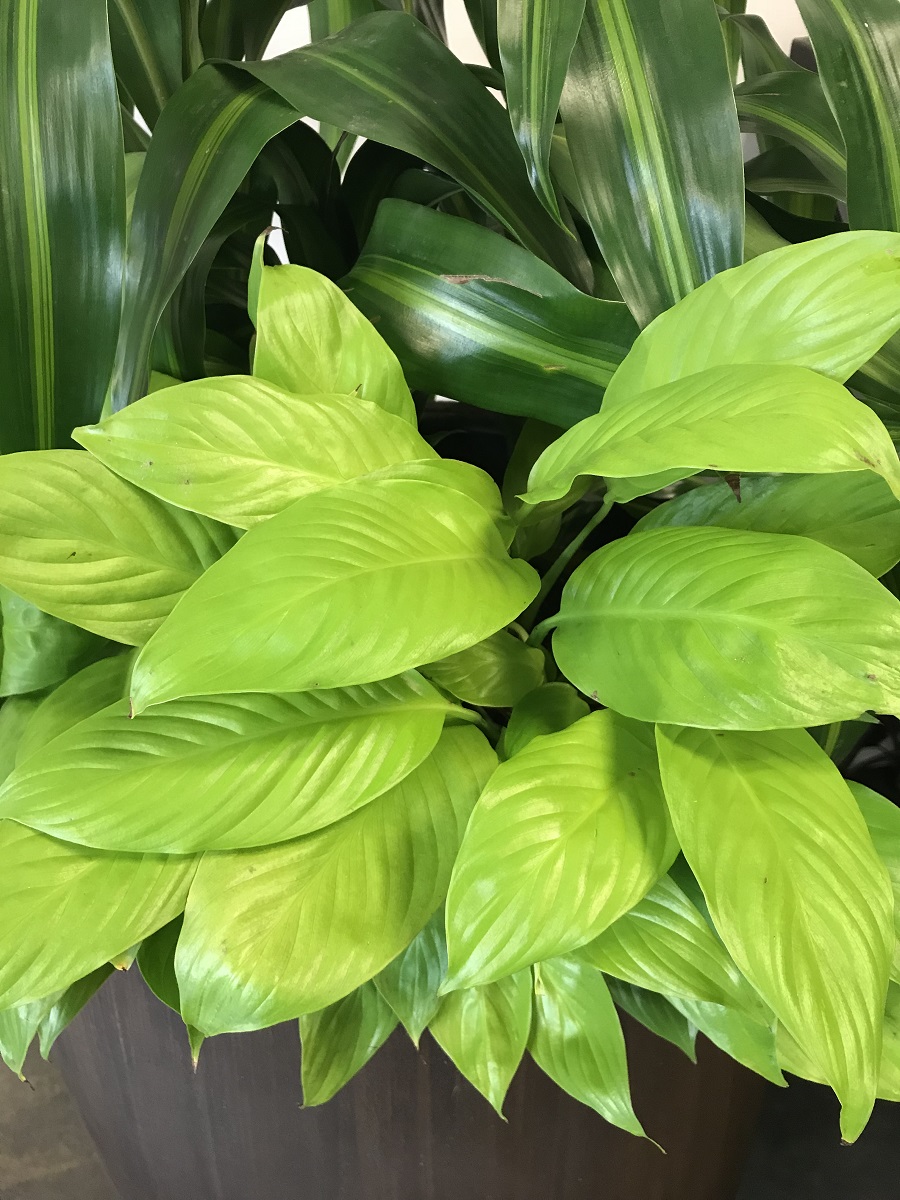 Peace Lily (Spathiphyllum 'Mojo Lime')