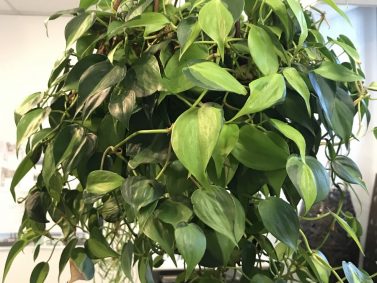Philodendron