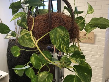 Pothos