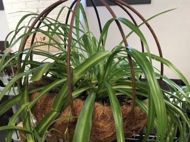 Spider Plant