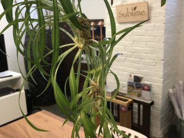 Spider Plant