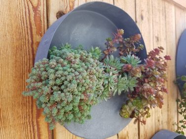 Succulents