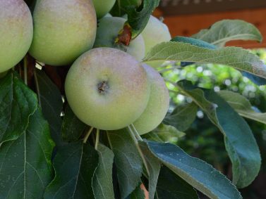 Apples