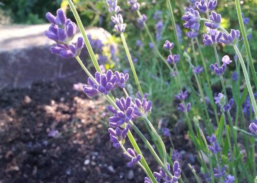 Lavender