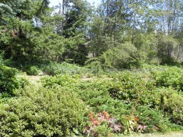 Plants Spaced Too Close