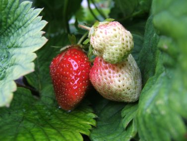 Strawberries