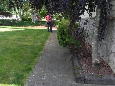 Tree Planted Too Close to House