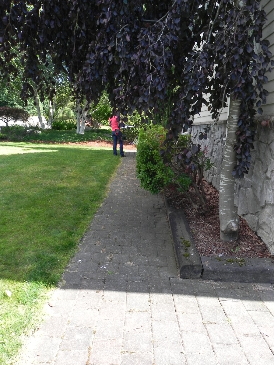 Tree Planted Too Close to House Sublime Garden Design
