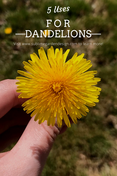 5 Uses for Dandelions