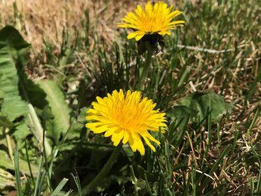 Dandelions