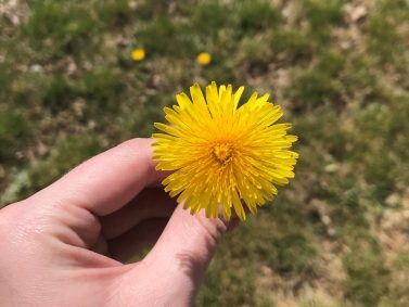 Dandelion