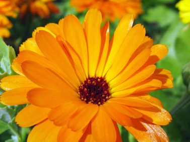 Pot Marigold (Calendula) Photo Courtesy of Gardener's Path