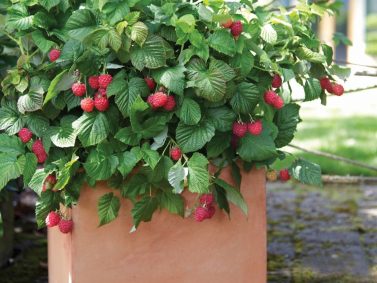 Raspberry Shortcake Raspberry (Rubus idaeus `Raspberry Shortcake`) Photo Courtesy of Monrovia