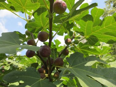 Fig Tree (Photo Courtesy of The Italian Garden Project)
