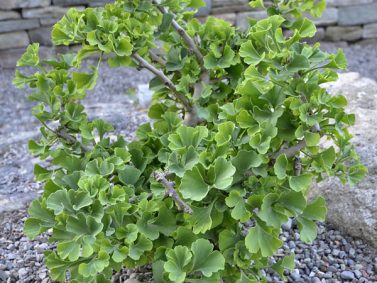 Ginkgo biloba 'Mariken'