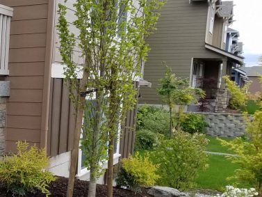 Tree Staking