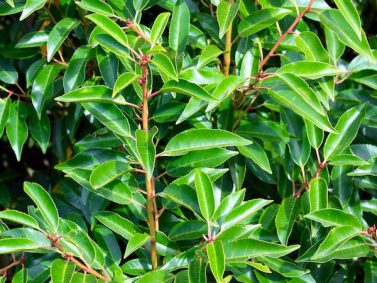 Portugal Laurel (Prunus lusitanica)