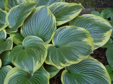 Hosta x 'Christmas Tree'