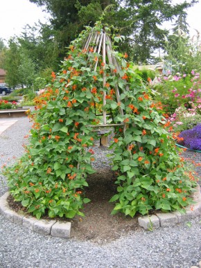 Runner Bean Teepee Photo Courtesy of The Plant Attraction