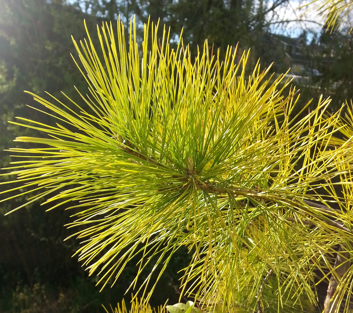 Chief Joseph Lodgepole Pine Pinus Contorta Sublime Chief Joseph Lodgepole Pine Pinus Contorta