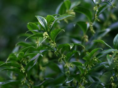 Fragrant Sarcococca (Sarcococca ruscifolia) Photo Courtesy of Great Plant Pics