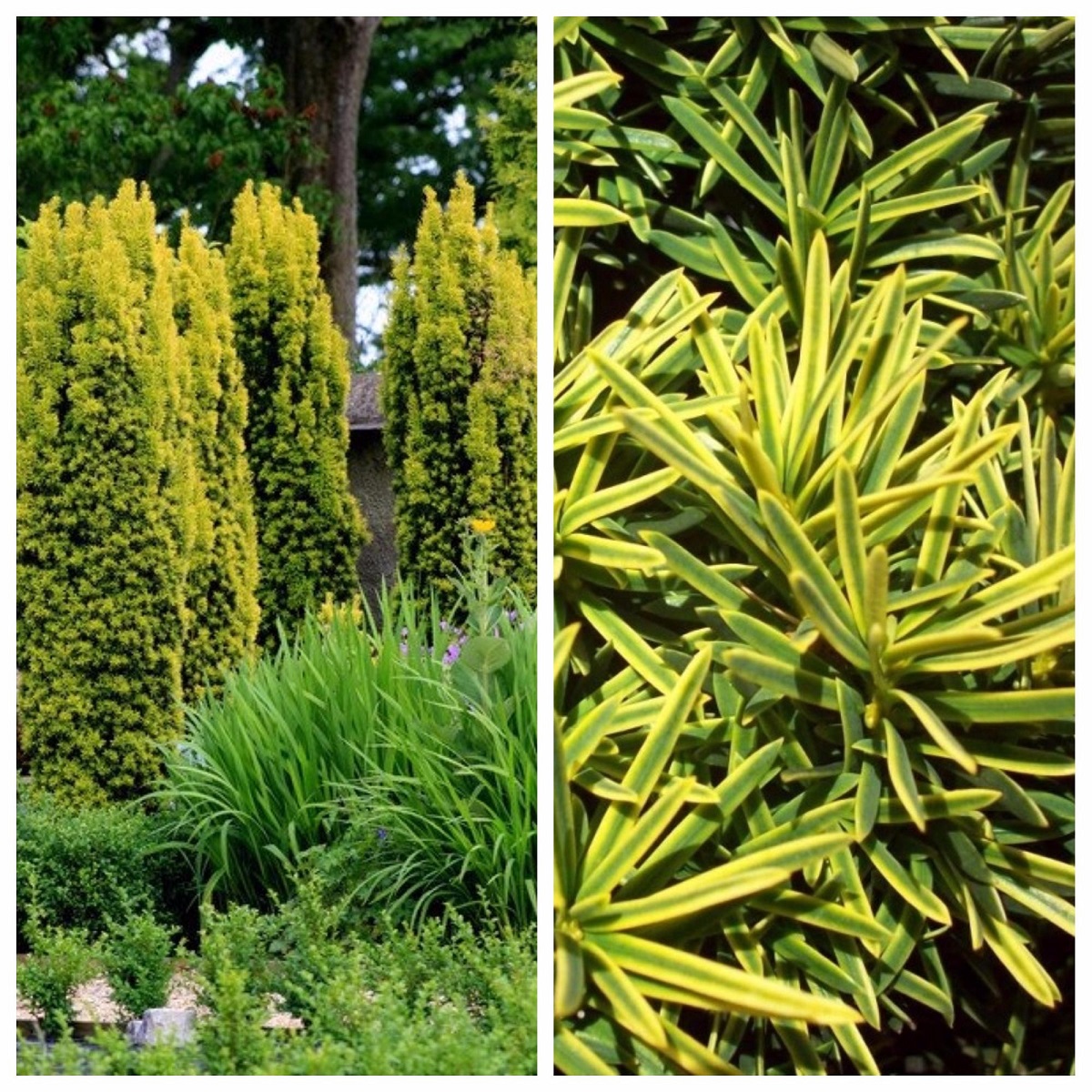 Golden irish yew tree Colororient