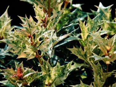 Goshiki Holly Olive (Osmanthus heterophyllus ‘Goshiki’) Photo Courtesy of Great Plant Pics
