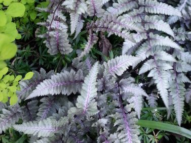 Japanese Painted Fern (Athyrium nipponicum 'Pictum')