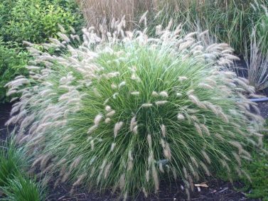 Little Bunny Fountain Grass (Pennisetum alopeceuroides 'Little Bunny') Photo Courtesy of Gardener Direct