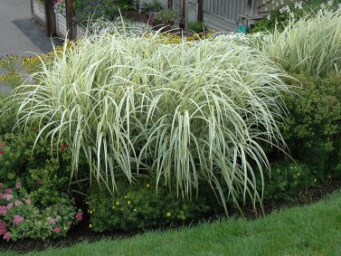 Variegated Silver Maiden Grass (Miscanthus sinensis ‘Variegatus’) Photo Courtesy of Oakland Nurseries