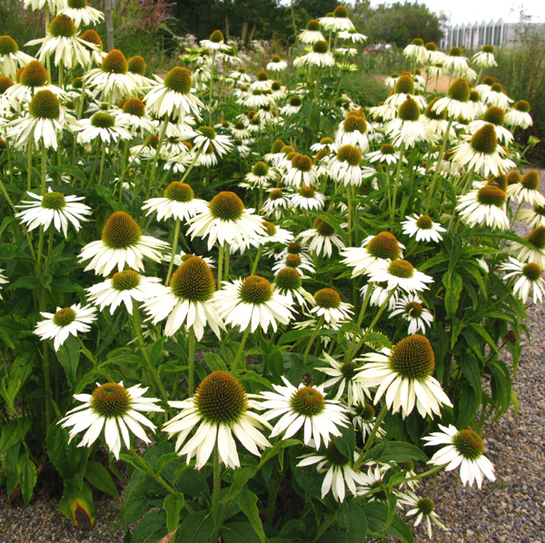 White Swan Echinacea (Echinacea purpurea ‘White Swan’) — Sublime Garden
