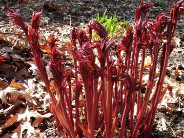 Peony New Growth