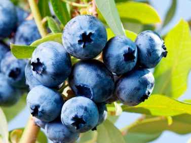 Vaccinium x 'North Country' Photo Courtesy of My Garden Insider