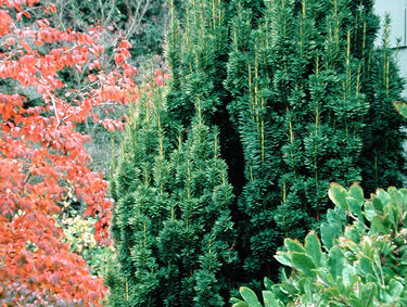 Irish Yew (Taxus baccata 'Fastigiata') Photo Courtesy of Great Plant Picks