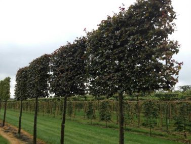 Pleached Copper Beech Photo Courtesy of Instant Hedges