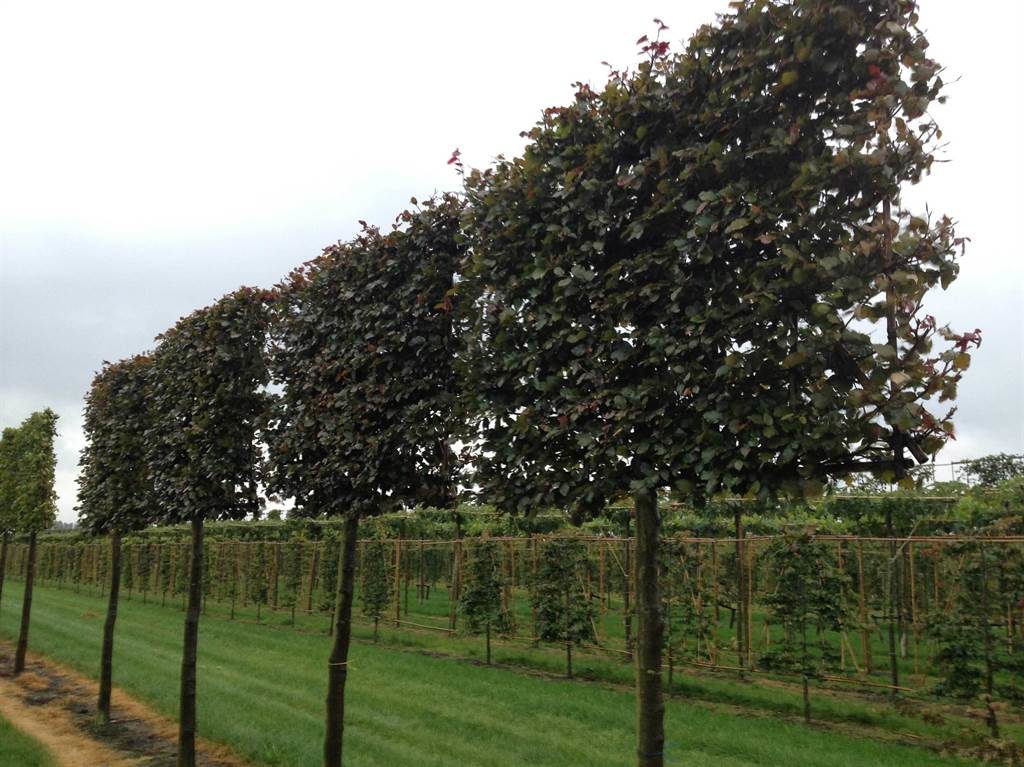 Pleached Copper Beech Photo Courtesy of Instant Hedges — Sublime Garden