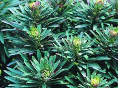 Redwing Spurge (Euphorbia x martinii 'Redwing') Photo Courtesy of Plant Delights