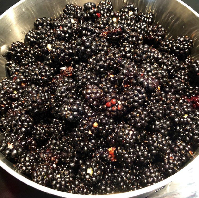 Blackberries Are Ripe! Sublime Garden Design Landscape Design